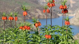 Baharda Renklenen Şırnak: Endemik Ters Laleler