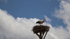 Baharın İşareti: Leyleklerin Dönüşü
