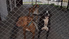 Batman'da Sahipsiz Hayvanlar İçin Yeni Merkez Müjdesi