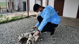 Batman'da Sahipsiz Hayvanlar İçin Yeni Rehabilitasyon Merkezi