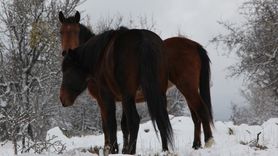 Beypazarı'nda Karla Kaplı Yaylalarda Yılkı Atları Görüntülendi