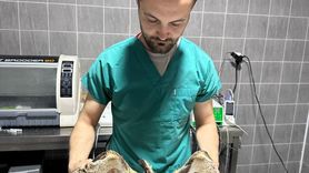 Bilecik'te Yaralı Baykuş Tedavi Altına Alındı