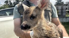 Bitkin Bulunan Karaca Yavrusu Hatay'da Koruma Altına Alındı