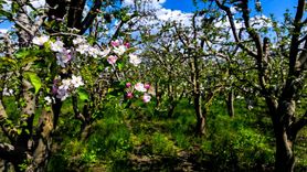 Bursa'da Meyve Ağaçları Çiçek Açtı