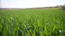 Edirne'deki Yağışlar Buğday Verimini Artırdı