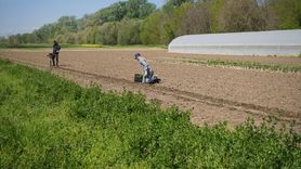 Efsane Renk Edirne Kırmızısı Yeniden Hayat Buluyor