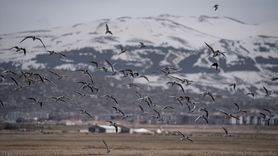 Erzurum'da İlkbahar Kuş Göçü Başladı