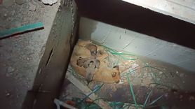 Erzurum'da Mahsur Kalan Köpek ve Yavruları Kurtarıldı