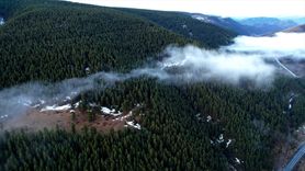 Erzurum'daki Sarıçam Ormanları Sisle Kaplandı