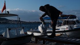 Foça'nın Maskotu Tosun: Yaralı Pelikanın Hikayesi