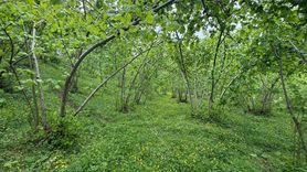 Giresun Üniversitesi'nden Fındık Verimliliği İçin Yenilikçi Proje