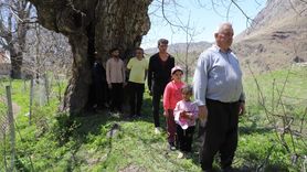 Hakkari'deki Tarihi Ceviz Ağacı