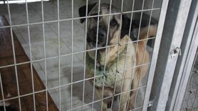 Hayvanlara Şifa Dağıtan Proteo Rehabilitasyon Merkezi