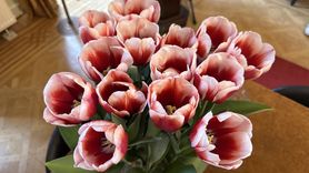 Hollanda'da 'Anadolu' Lalesi Törenle Tanıtıldı