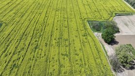 Kanola Bitkisi Arıcılığa Önemli Katkılar Sağlıyor