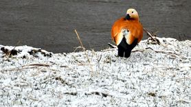 Kars'ta Kar Yağışı Etkisini Sürdürüyor