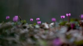 Kırklareli'nin Longoz Ormanları'nda Baharın Müjdecisi Kardelenler Açtı