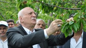 Konya'da Kiraz Bahçelerine Zirai Don Etkisi İncelendi