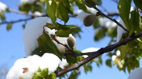 Malatya'da Kayısı Ağaçları Zirai Don Nedeniyle Zarar Gördü