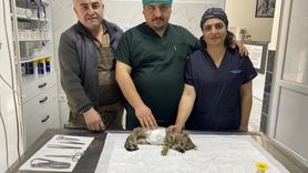 Manisa'da Esnafın Yaralı Kedisi Sevgisi