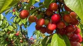 Manisa'da Sezonun İlk Kiraz Hasadı Yapıldı