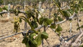 Manisa'da Zirai Don Üzüm Bağlarını Vurdu