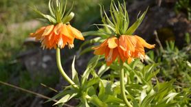 Muş'ta Ters Laleler Doğaseverler Tarafından Görüntülendi