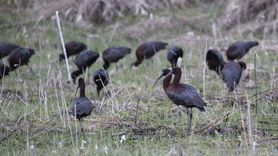 Nesli Tükenmekte Olan Çeltikçi Kuşları Tunceli'de Görüntülendi