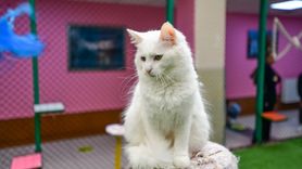 Ödüllü Van Kedisi 'Su'dan 5 Yavru