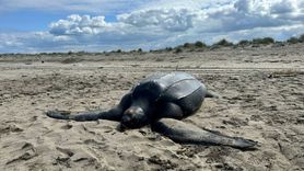 Sakarya'da Nadir Görülen Deri Sırtlı Deniz Kaplumbağası Ölü Bulundu