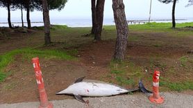 Samsun'da Sahile Vuran Ölü Yunus Bulundu