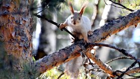 Sarıkamış'ta Kızıl Sincaplar Bahar Neşesi Getiriyor