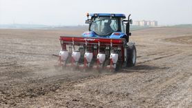 Tekirdağ'da Kuraklığa Dayanıklı Ayçiçeği İçin Anıza Ekim Projesi