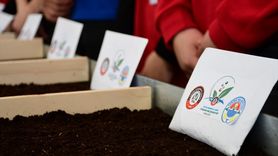 Tohum Gelecektir Projesi ile Samsun'da Ata Tohumları Korunuyor