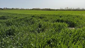 Trakya'da Yağışlar Üreticiyi Sevindiriyor