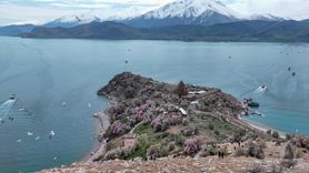 Van Gölü'nde 3. Badem Çiçeği Festivali Coşkusu