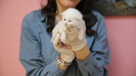 Van Kedileri 2025'in İlk Yavrularını Dünyaya Getirdi