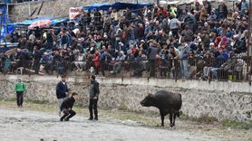 Yusufeli Sarıgöl 30. Geleneksel Boğa Güreşleri Festivali Gerçekleşti