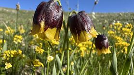 2025 Turizm Başkenti Erzurum'da Etkinlikler Devam Ediyor