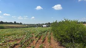 Adana'da Jandarma Cayrokopteri Sert İniş Yaptı