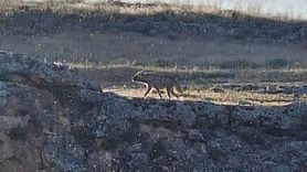 Adıyaman'da Nesli Tehlike Altında Olan Çizgili Sırtlan Görüntülendi