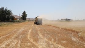 Adıyaman'da Sezonun İlk Arpa Hasadı