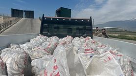 Ağrı'da Kaçak İci Kefali Operasyonu