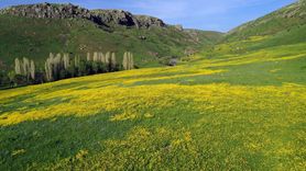 Ağrı Dağlarında Bahar Coşkusu: Renklenen Manzaralar