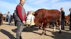 Ağrı Hayvan Borsası'nda Kurbanlık Hareketliliği Artıyor