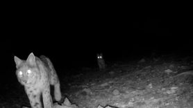 Akdeniz'in Yaban Hayatı Fotokapanlarla Belgelendi