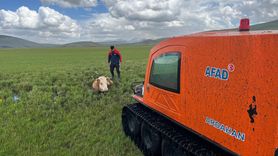 Ardahan'da AFAD Ekipleri Çamurda Mahsur Kalan İneği Kurtardı
