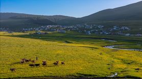 Ardahan'daki Mendereslerde İlkbahar Güzellikleri