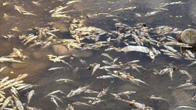 Auca Pınarı'nın Kuruması: Filistinlilerin Su Kaynağı Çalınıyor