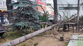 Bilecik'te Fırtına Sonrası Ağaç Devrildi